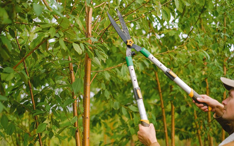 Tree trimming in Rayle, GA